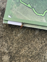 Camponotus decipiens