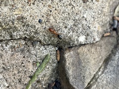 Camponotus decipiens