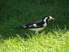 Grallina cyanoleuca