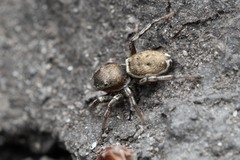 Heliophanus patagiatus