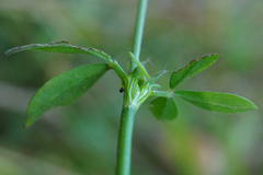 Trifolium alexandrinum
