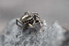 Heliophanus patagiatus