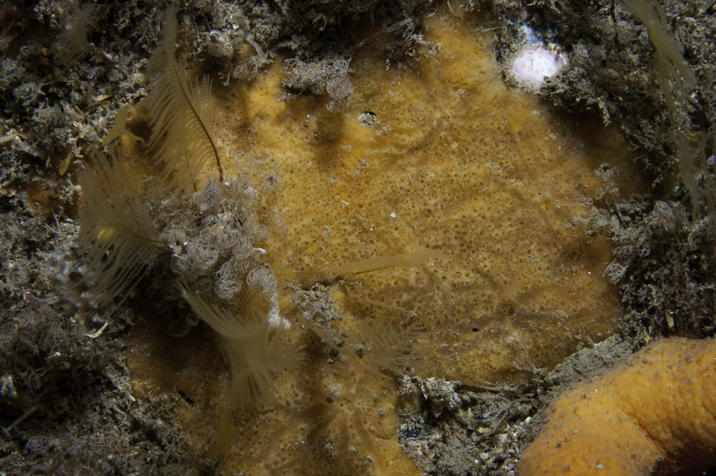Plocamionida tylotata