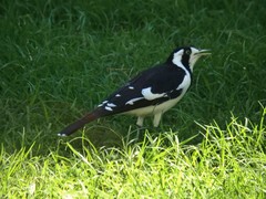 Grallina cyanoleuca