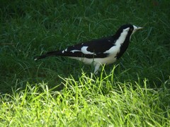 Grallina cyanoleuca