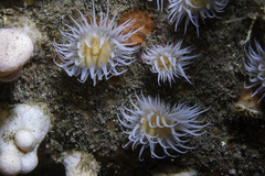 Actinothoe sphyrodeta