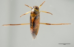 Buenoa scimitra
