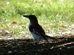 Cracticus nigrogularis
