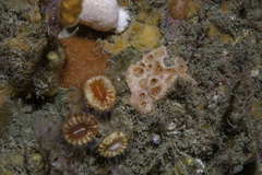 Hemimycale columella