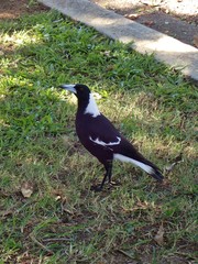 Gymnorhina tibicen
