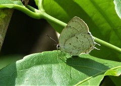 Ostrinotes sophocles
