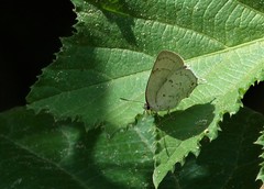 Ostrinotes sophocles