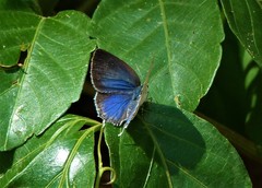 Ostrinotes sophocles