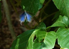 Ostrinotes sophocles