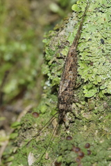 Nesomachilis