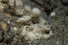 Dysidea fragilis