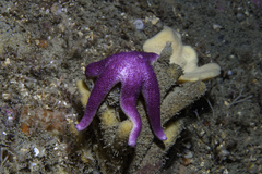 Henricia oculata