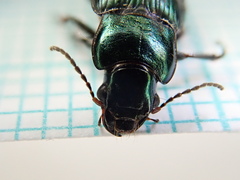Harpalus distinguendus