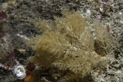 Crisularia plumosa