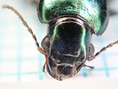 Harpalus distinguendus