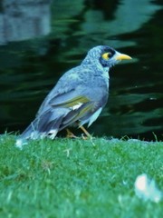 Manorina melanocephala