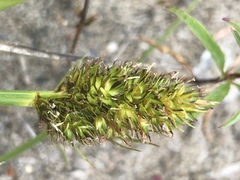 Carex densa