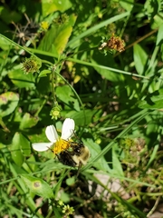 Bombus impatiens image