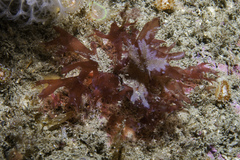 Acrosorium ciliolatum