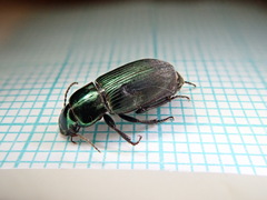 Harpalus distinguendus