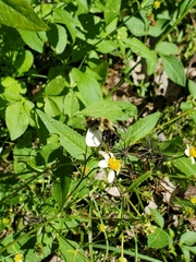 Bombus impatiens image