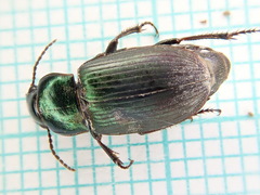 Harpalus distinguendus
