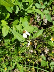 Bombus impatiens image
