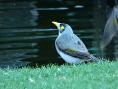 Manorina melanocephala