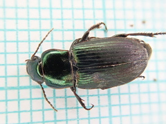 Harpalus distinguendus