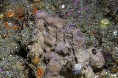 flesh sponge