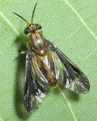 Chrysops macquarti