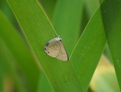 Arzecla tucumanensis