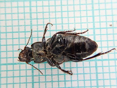 Harpalus distinguendus