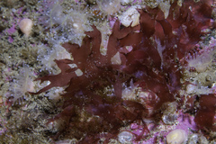 Acrosorium ciliolatum