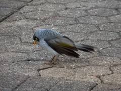 Manorina melanocephala