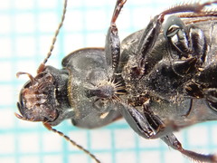 Harpalus distinguendus