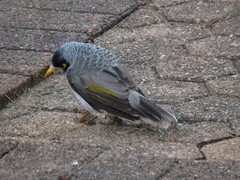 Manorina melanocephala