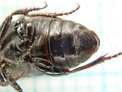 Harpalus distinguendus