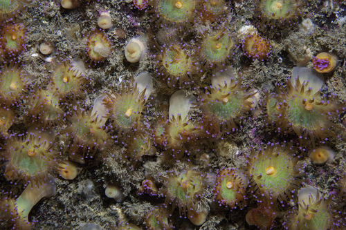 Jewel Anemone