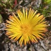 Lampranthus bicolor - Photo (c) Jenny, μερικά δικαιώματα διατηρούνται (CC BY-NC), uploaded by Jenny