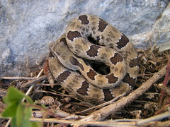 Crotalus morulus