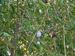 Manorina melanocephala