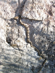 Crotalus morulus