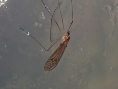 Trichocera regelationis