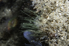 Antennella secundaria